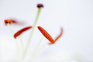 Lily sur Vliner Flowers