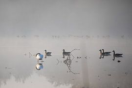 Geese in the morning mist by Frederic Bauer