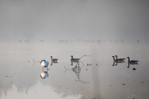 Des oies dans la brume matinale
