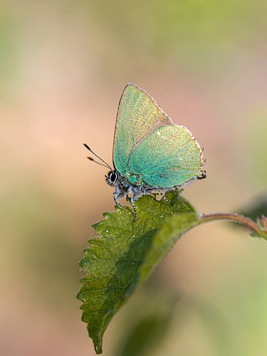 Groentje op groen