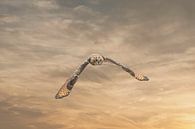 Ein eurasischer Uhu oder Uhu. Fliegt mit ausgebreiteten Flügeln gegen einen dramatischen braun-golde von Gea Veenstra Miniaturansicht