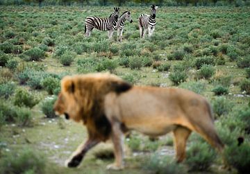 The Dance of the Wild by Freek van den Bergh