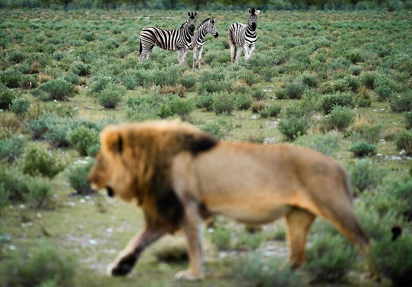 De Dans van de Wildernis van Freek van den Bergh