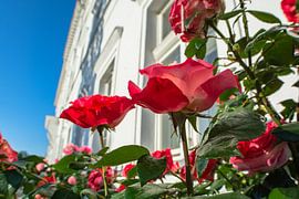 Rote Hochstammrosen am Circus in Putbus auf Rügen von GH Foto & Artdesign