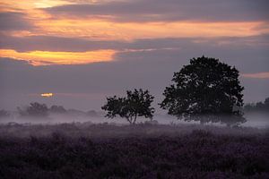 Sonnenaufgang in den Dünen von Loonse en Drunense mit blühendem Heidekraut