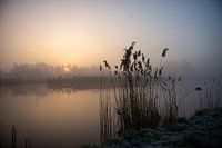 Roseaux et lever de soleil dans le polder néerlandais de Lisse
