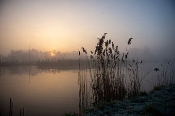 Riet en zonsopkomst in de Hollandse polder te Lisse van Alida Stam-Honders