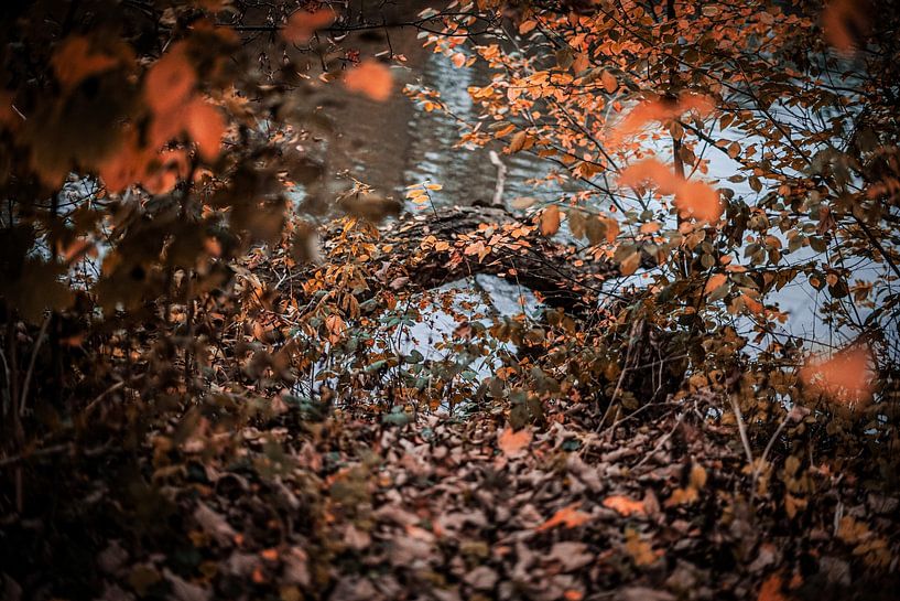 Herfst in de park 3 by Faucon Alexis