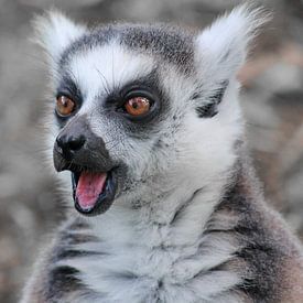 Lemure ck van Barbara Fraatz