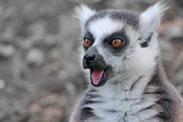 Lemure ck von Barbara Fraatz