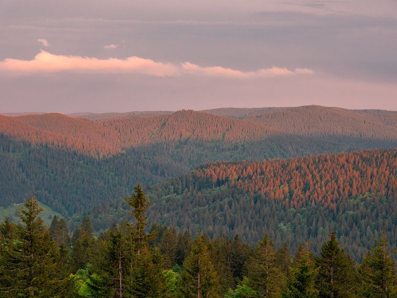 View over the Upper Black Forest at sunset by Animaflora PicsStock