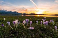 Crocuses at sunset at the Hopfensee in Allgäu