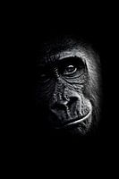 Gorilla - Portrait