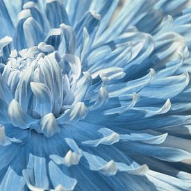 Blaue Dahlie von Violetta Honkisz
