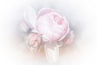 Pfingstrose rosa pastell