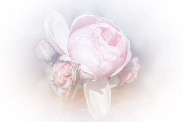 Pfingstrose rosa pastell von Consala van  der Griend