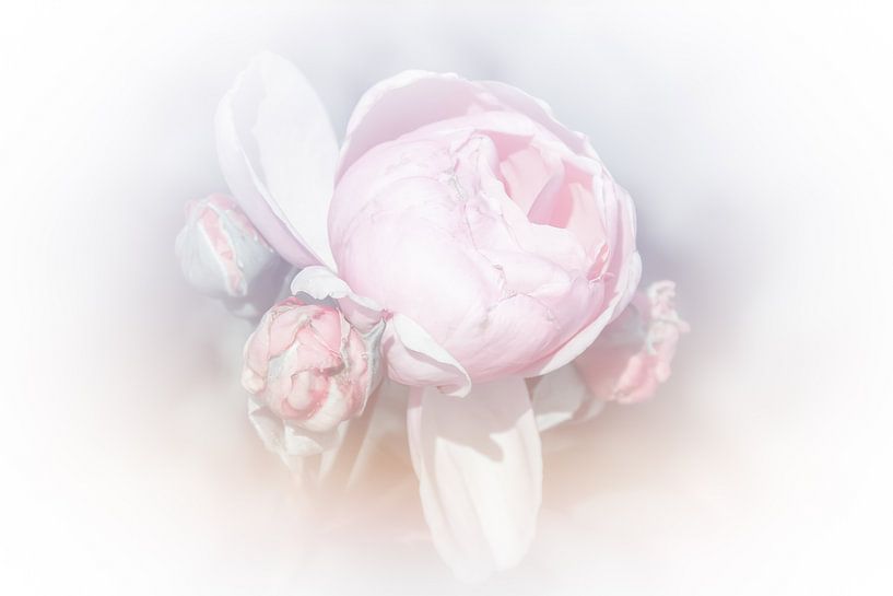 Peony rose pastel by Consala van  der Griend