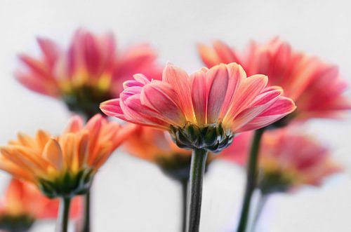 Herfst Aster