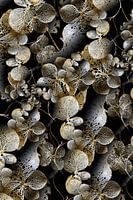 Hydrangea Brilliance gold
