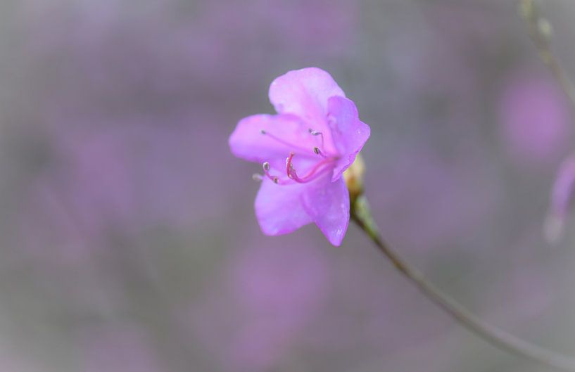 bloemen part 73 van Tania Perneel