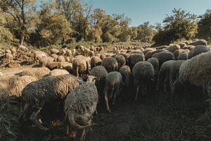 Un troupeau de moutons en train de paître dans la région de Gjilan sur Besa Art