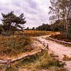 Herfstglorie van de Veluwe - Pad nr. 1 van Deborah de Meijer