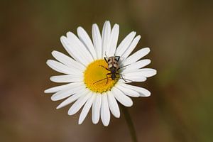 Margriet