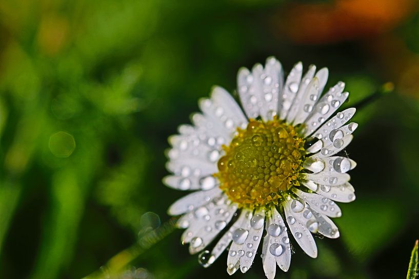 Gänseblümchen im Morgentau 3 von Simone Marsig