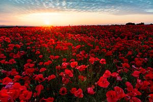 Champ de coquelicots au lever du soleil sur Daniela Beyer