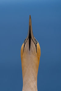 Northern Gannet Sky-Pointing Display Behavior