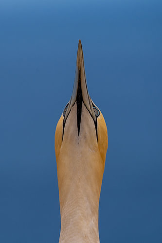 Northern Gannet Sky-Pointing Display Behavior