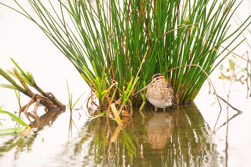 Bekassine (Gallinago gallinago) auf dem Wasser in Friesland von Marcel van Kammen