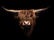 Highlander Cow by Mark Zanderink thumbnail