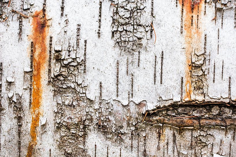 Birch trunk by Danny Slijfer Natuurfotografie
