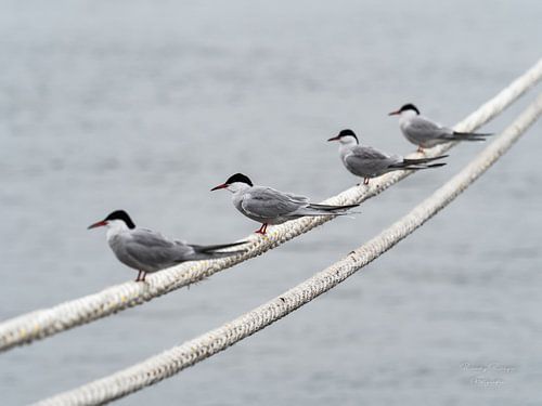Les mouettes en attente
