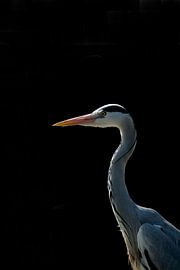 Reiger  van Elise Daanen