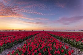 Fields of red tulips at a colourful sunrise with windmills in Schermerhorn, the Netherlands by Bram Lubbers