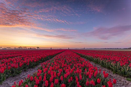 Rode tulpenvelden bij kleurrijke zonsopgang met windmolens in Schermerhorn, Nederland