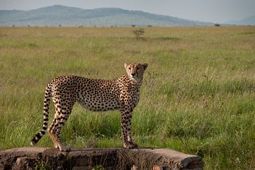 Un guépard regarde son terrain de chasse sur Stephan Spelde