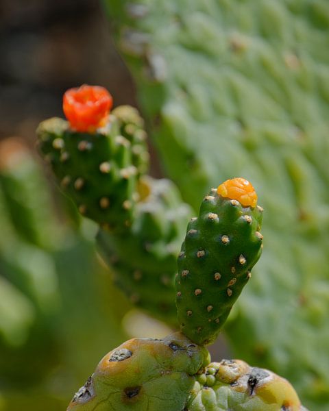 Cactusbloem en cactusvrucht van Gisela Scheffbuch