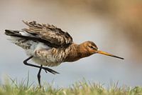 unser Nationalvogel