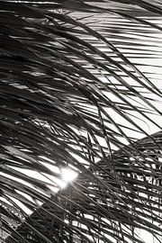 Palmenblätter Sonnenuntergang BW von Adriano Oliveira