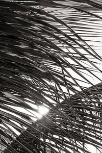 Palmenblätter Sonnenuntergang BW