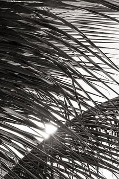 Palmbladeren zonsondergang BW