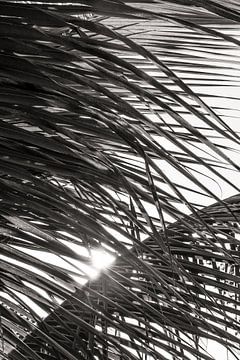 Palm leaves sunset BW