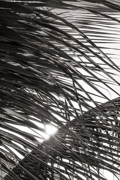 Palmbladeren zonsondergang BW van Adriano Oliveira