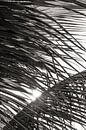 Palmbladeren zonsondergang BW van Adriano Oliveira thumbnail