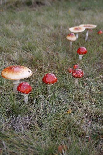toadstools
