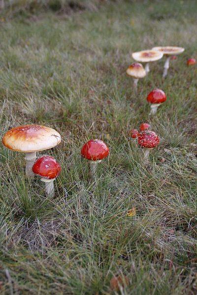 paddenstoelen van Danielle Holkamp