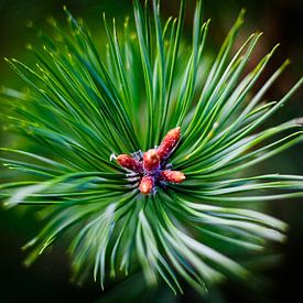 Macro pine leaf by Niek Van Helden